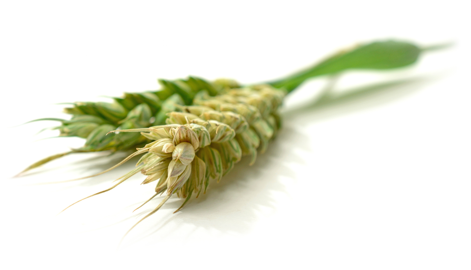 learn-about-wheat-the-king-milling-company