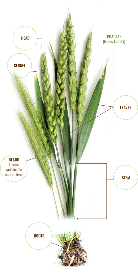 wheat plant diagram